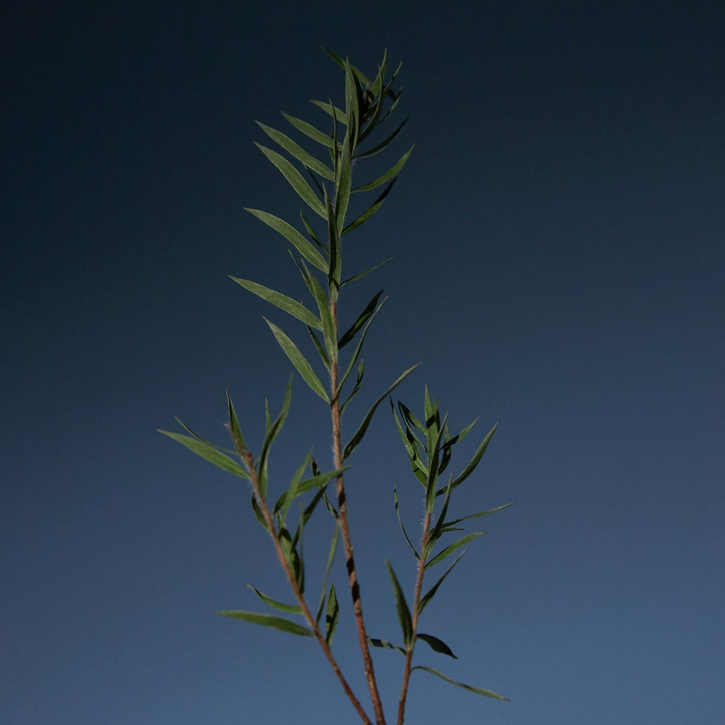 AROMATICA Tea Tree Purifying Shampoo 400ml