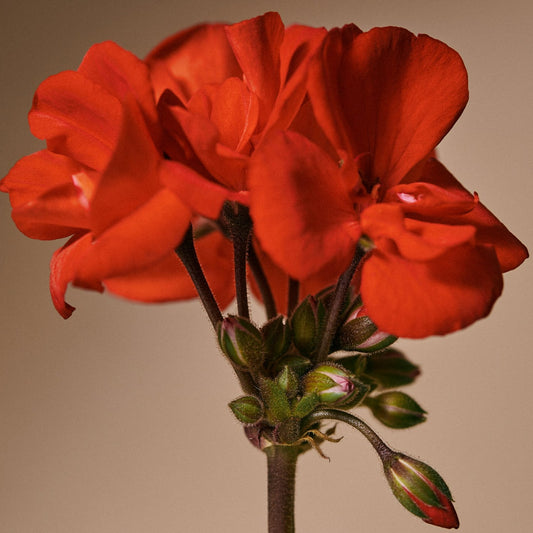 AROMATICA Quinoa Protein Treatment Mask 160ml